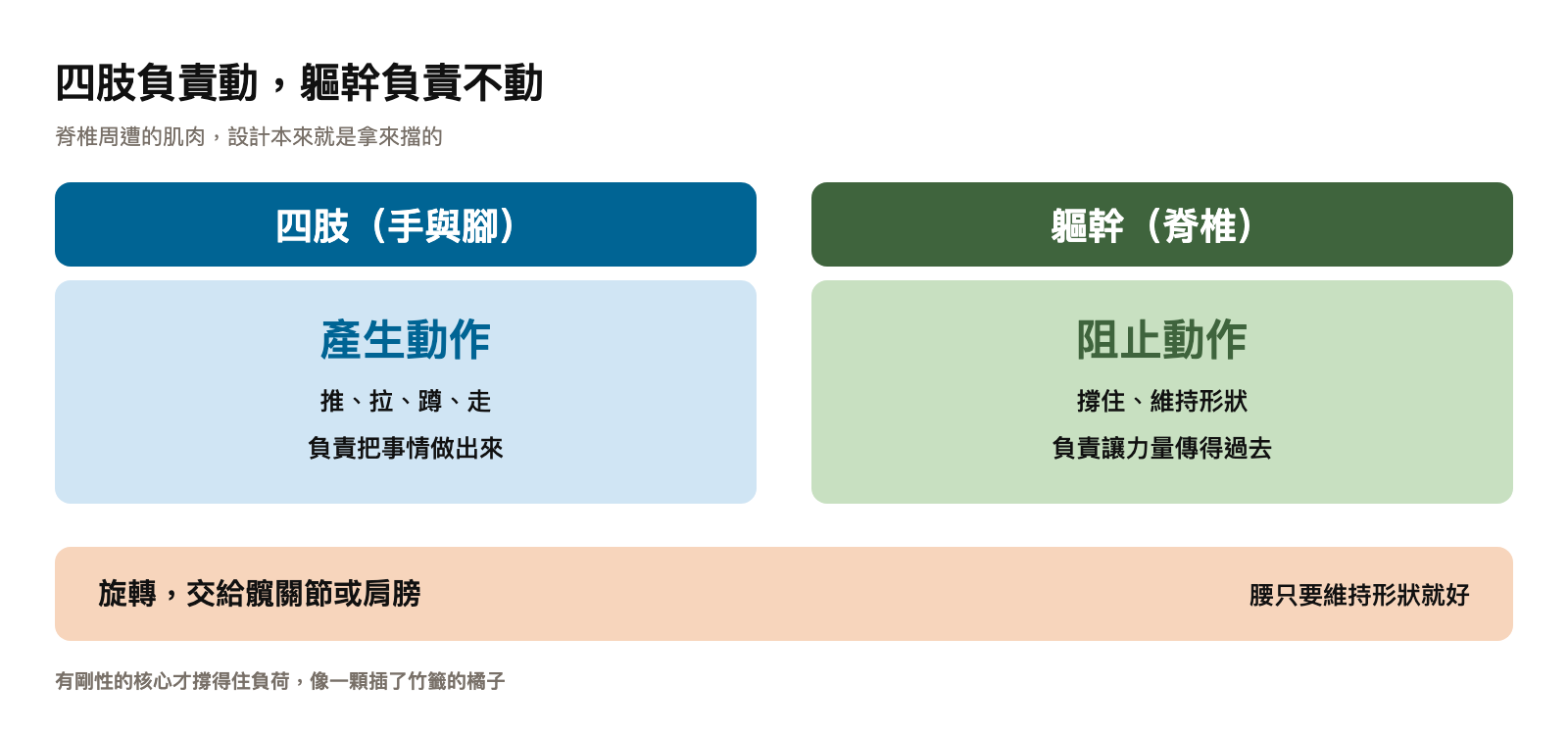 身體的分工:四肢負責產生動作,軀幹負責阻止動作,旋轉交給髖關節或肩膀,核心像插了竹籤的橘子撐住形狀